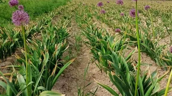 توسعه کشت گیاهان دارویی در لرستان به ۱۲ هزار هکتار