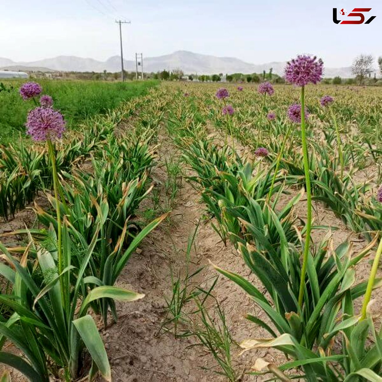 توسعه کشت گیاهان دارویی در لرستان به ۱۲ هزار هکتار