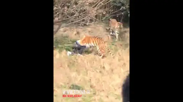 حمله سه ببر به یک زن که وارد قلمرو آنها شده بود + فیلم