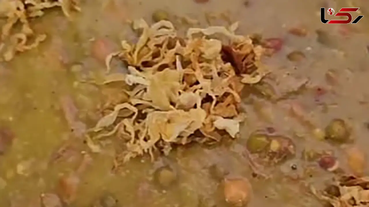 آش گندم با این فرمول بپز تا در زمستان مریض نشوی + فیلم