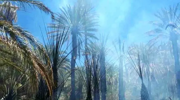 گرمای بی سابقه هوا نخلستان را به آتش کشید + تصاویر