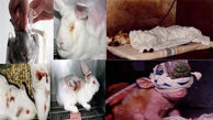 شکنجه حیوانات توسط تولیدکنندگان لوازم آرایشی / از روز ملی "مبارزه با خشونت علیه حیوانات" چه می دانید؟ + فیلم
