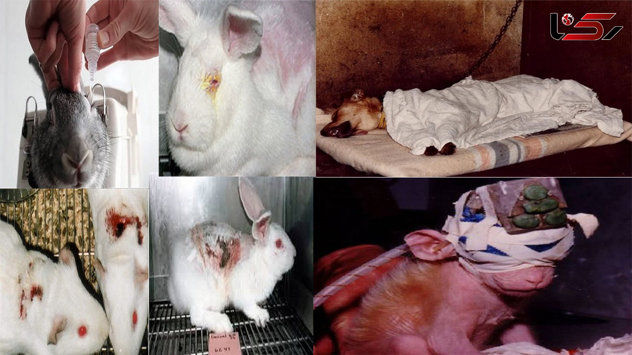 شکنجه حیوانات توسط تولیدکنندگان لوازم آرایشی / از روز ملی "مبارزه با خشونت علیه حیوانات" چه می دانید؟ + فیلم