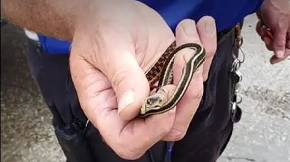 مار سمی در دستگاه پمپ بنزین + عکس عجیب