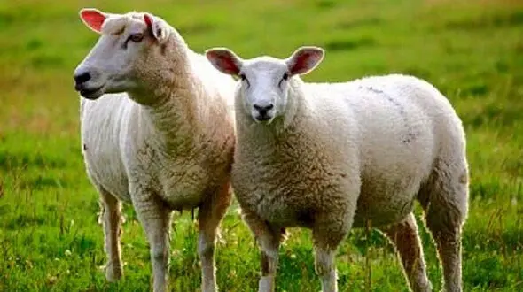 پرورش گوسفند در چین با نرم افزار تلفن همراه
