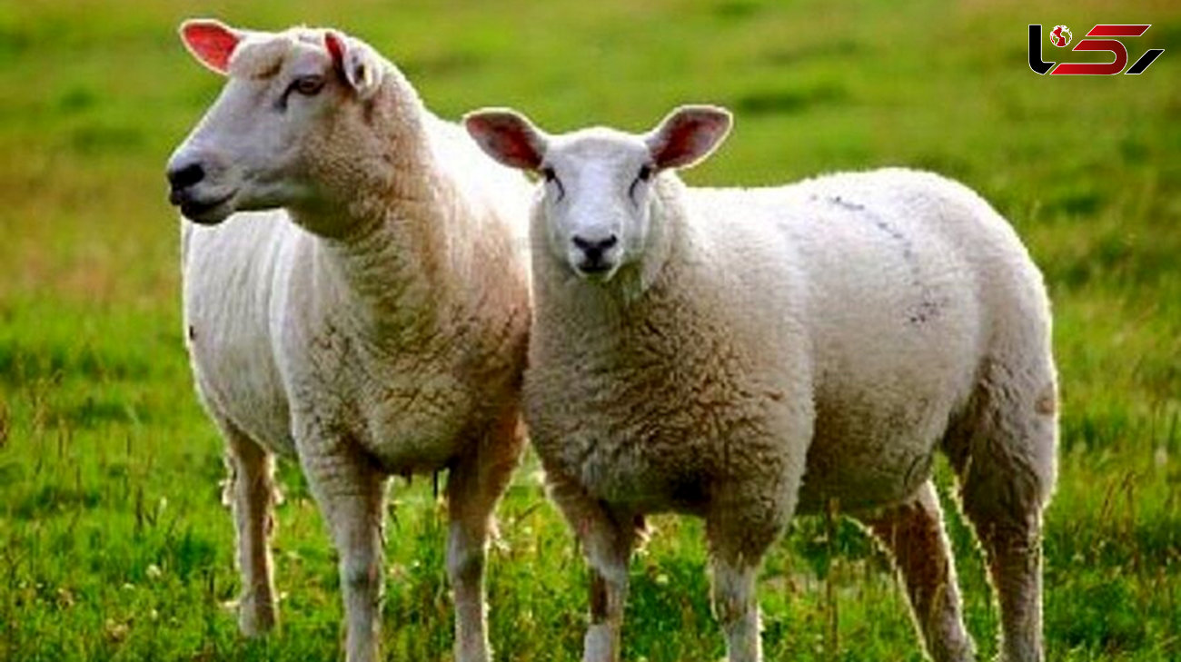 دزدیدن 3 گوسفند با پراید در روز روشن ! + فیلم