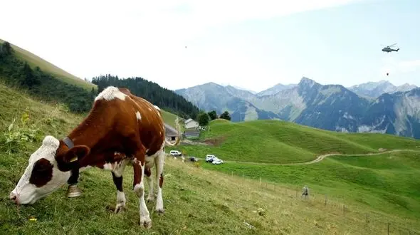  ارتش سوئیس به کمک گاوهای تشنه آمد