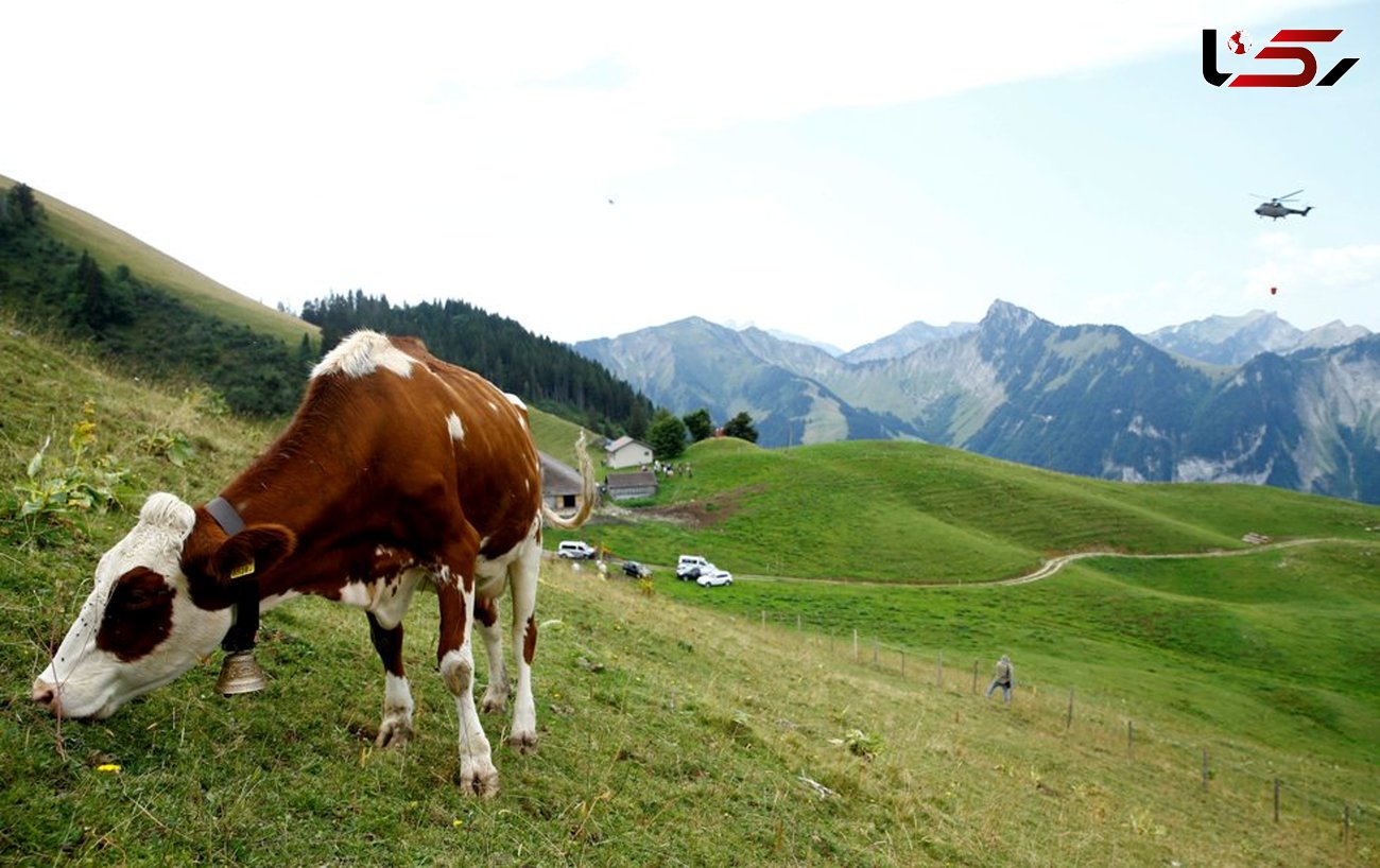  ارتش سوئیس به کمک گاوهای تشنه آمد