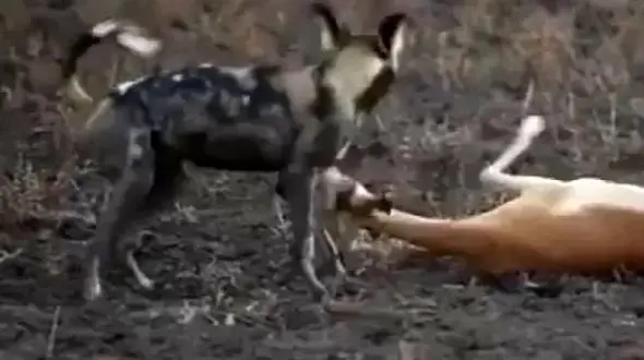 نبرد نفس‌گیر شکارچیان و شکار در دل طبیعت / فرار و تعقیب حیاتی!