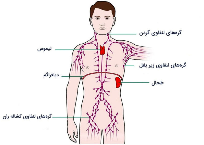 آناتومی طحال