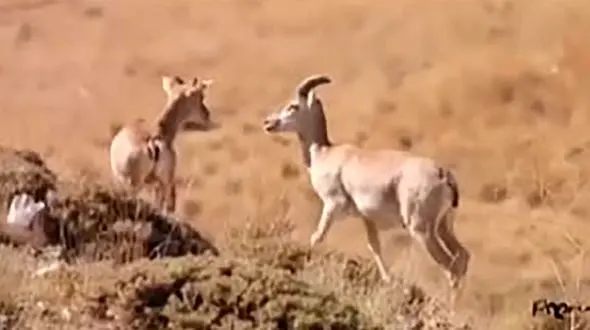سه قلو‌زایی بز وحشی در پارک ملی تنگ صیاد در استان چهارمحال و بختیاری / فیلمبردار: پوریا شهیدی