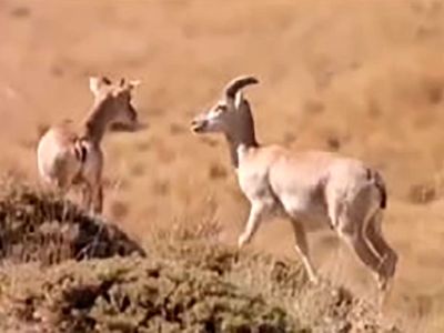 سه قلو‌زایی بز وحشی در پارک ملی تنگ صیاد در استان چهارمحال و بختیاری / فیلمبردار: پوریا شهیدی