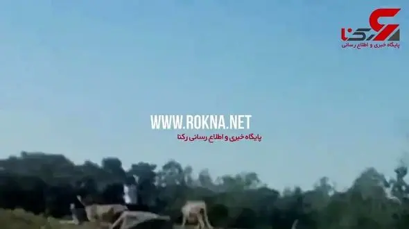 لحظه حمله وحشتناک 2 یوزپلنگ به یک خانواده+ فیلم