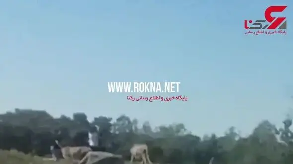 لحظه حمله وحشتناک 2 یوزپلنگ به یک خانواده+ فیلم
