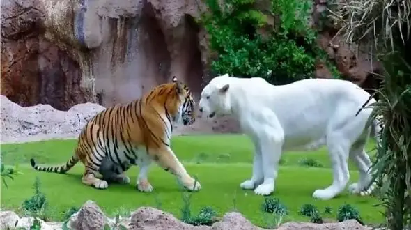 مستند حیات وحش؛ جدال سبعانه ببر و شیر سفید برای اثبات حاکمیتر