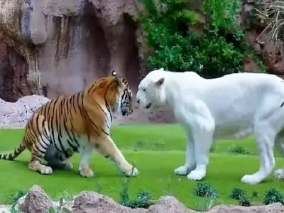 مستند حیات وحش؛ جدال سبعانه ببر و شیر سفید برای اثبات حاکمیتر