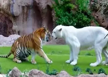 مستند حیات وحش؛ جدال سبعانه ببر و شیر سفید برای اثبات حاکمیتر