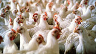 کشف بیش از ۳ هزار مرغ قاچاق در بهار