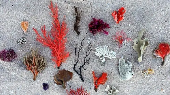 زیباترین صدف های ساحلی توسط یک عکاس ثبت شد