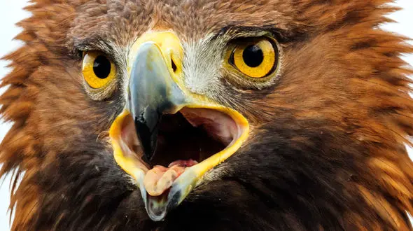 از لحظه حمله عقاب تا ابهت پایتون