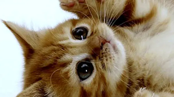 از نجات دادن گربه بازیگوش تا آثار دیدنی ایران