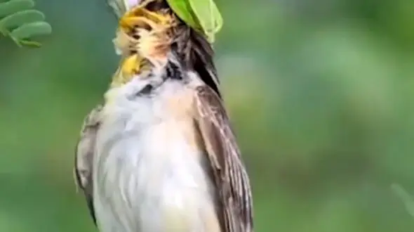 از شکار پرنده توسط مار تا نبردی نابرابر در اعماق دریا