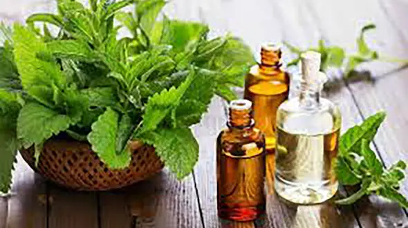 روغن نعناع مسکن طبیعی برای خارش پوست
