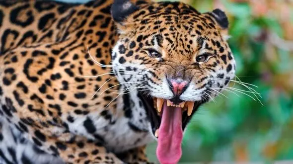 لحظه شگفت انگیر شکار غزال توسط سریع ترین جانور خشکی+فیلم 