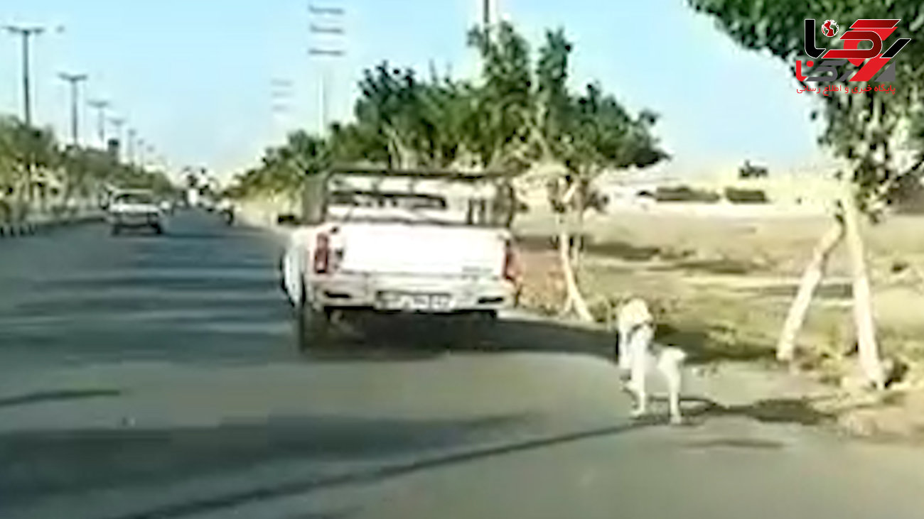 فیلم لحظه سگ آزاری در جنوب تهران / راننده این وانت کیست؟