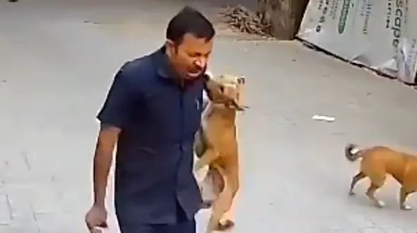 فیلم حمله وحشیانه سگ به شهروند هندی