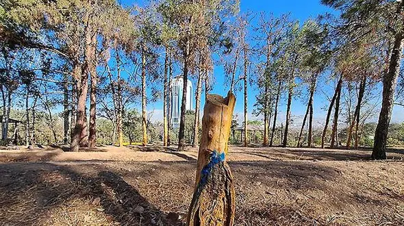 تا ۱۰ سال آینده هیچ درخت کاجی در سرخه‌حصار باقی نمی‌ماند / تاکنون ۲۰۰۰ کاج از این پارک جنگلی قطع شده است + فیلم