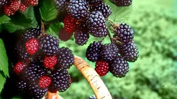 فیلم/ با این روش ساده و جالب در خانه تمشک بکارید و برداشت کنید 