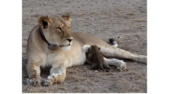 عکسی جالب از صحنه شیر دادن ماده شیر به توله پلنگ