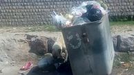 تجمع سگ های ولگرد برای سطل های زباله در هشترود / بی توجهی شهرداری ادامه دارد + عکس