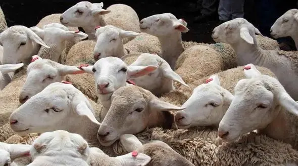 علت افزایش قیمت گوسفند زنده