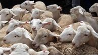 علت افزایش قیمت گوسفند زنده