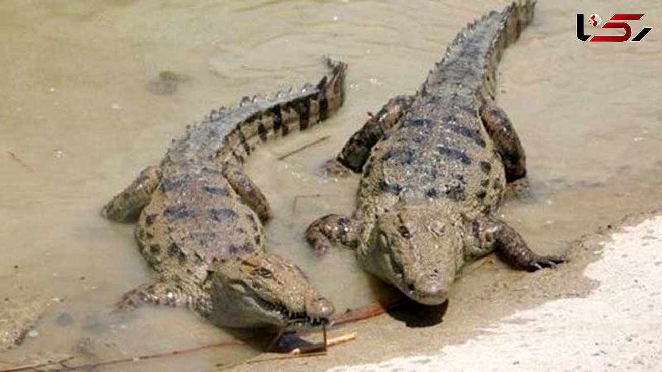 حمله تمساح ها به سیل زدگان سیستان و بلوچستان / هشدار جدی است