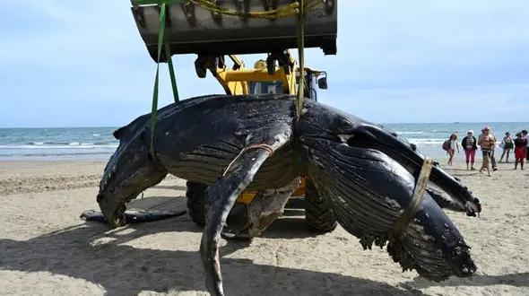 کشف لاشه 7 متری نهنگ + عکس