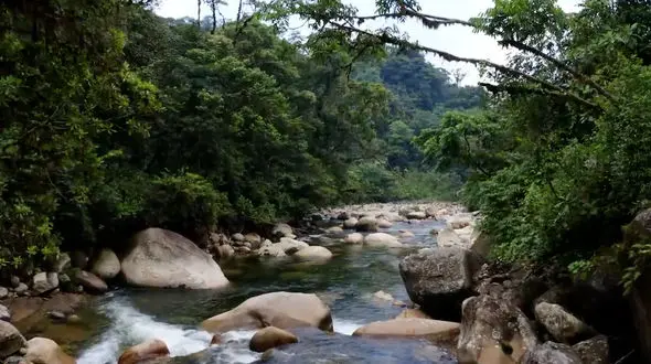 آهنگ آرامش بخش از منظره آمازون و نوازندگی ریچارد کلایدرمن + فیلم 