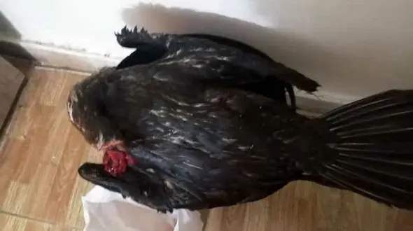 شکارچی باکلان در لنگرود شکار قانون شد