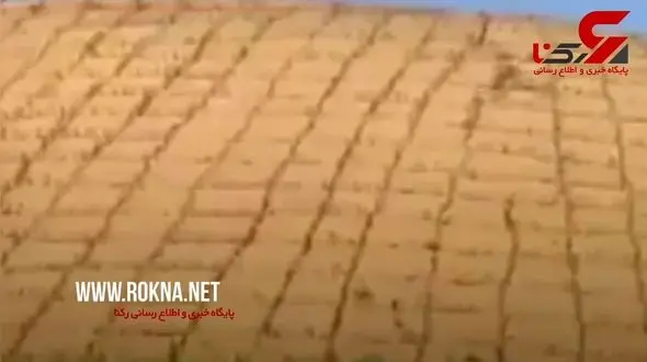 روش جالب  برای تبدیل بیابان به جنگل! + فیلم 