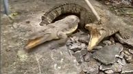 فیلم باورنکردنی حمله تمساح ها به زیر زمین یک خانه / از کف زمین بیرون پریدند !