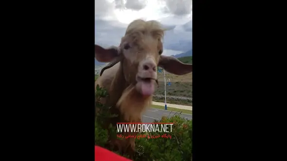 ویدیو دیدنی از صحبت کردن یک بز با صاحبش ! 