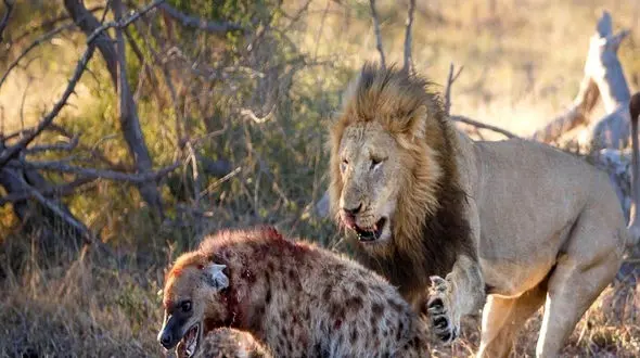 از جذابیت های حیات وحش /  صحنه های دلخراش از شکار حیوانات ! + فیلم