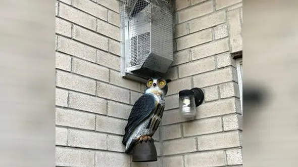 این جغد صاحب خانه را ذله کرده +عکس 