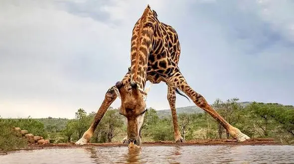 ببینید / آب خوردن زرافه از برکه + فیلم 