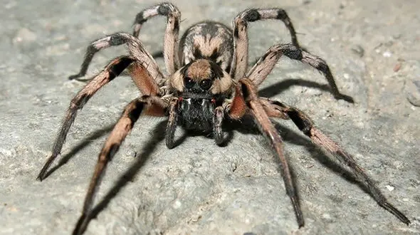 ببینید: ویدیویی با بازدید میلیونی از جیغ زدن یک عنکبوت!