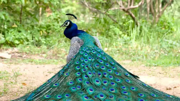 زیباترین طاووس های جهان را ببینید / فیلم