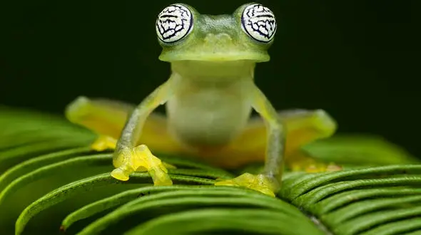 عجیب ترین چشم قورباغه سبز + عکس