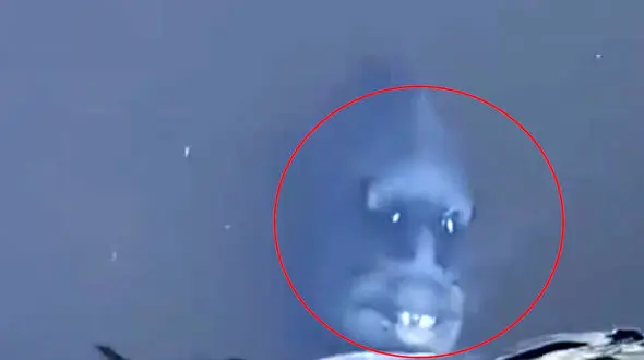 این ماهی را ببینید وحشت می کنید / شبیه همه حیوانات هست بجز ماهی + فیلم